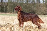 SETTER IRLANDAIS 404